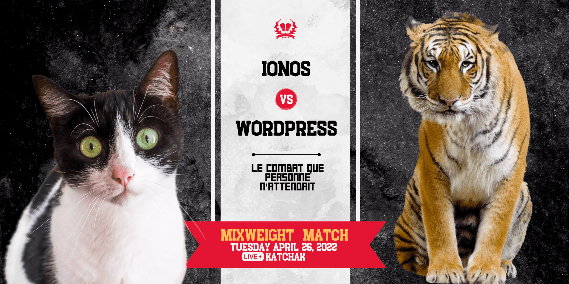 chat vs tigre