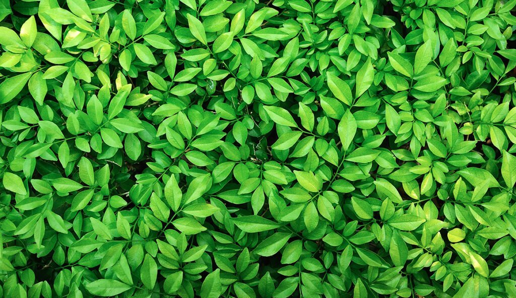 Un gros plan d'une plante verte durable. design 